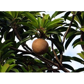 5 Séẹds Rare Chicle Tropical Tree- Chewing Gum Tree - Sapodilla Manilkara Zapota Séẹd
