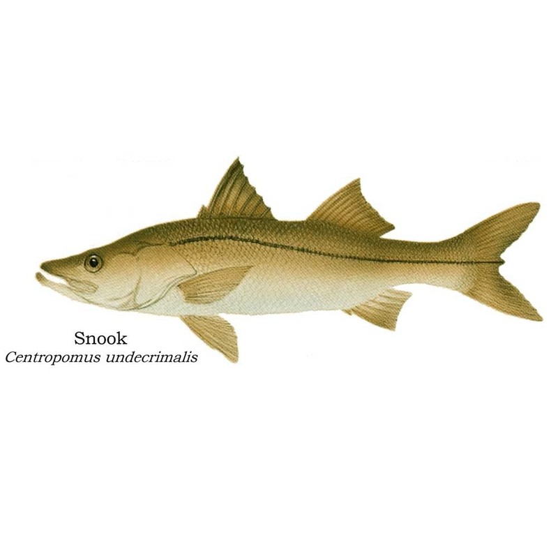 Charting Nature Saltwater Gamefish Poster and Identification Chart