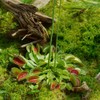 Outsidepride Venus Flytrap Plant Flower Seeds - 20 Seeds