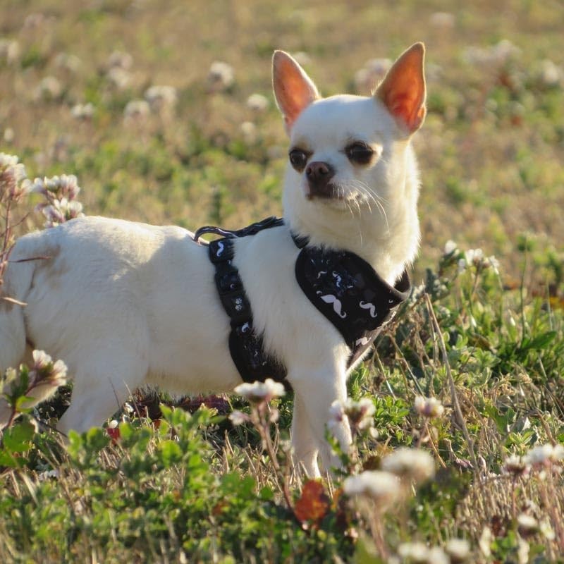 Adjustable Dog Harness Neck Chest Anti Pull Vest Neoprene Breathable