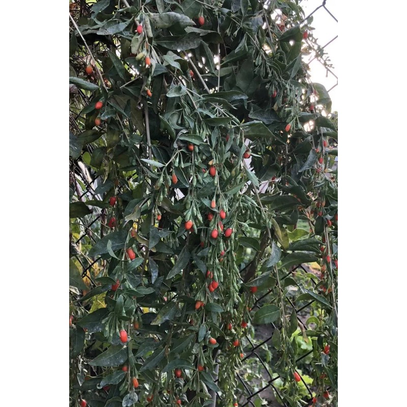 Goji Berry Plant 5 Cuttings With Pot Live Plant Ready