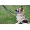Headcollar Dog Halter/Training Head Collar Training Tool Dog, Head Harness