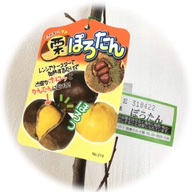 Chestnut Seedling Porotan (PVP) 4.7 inches (12 cm) Pot Seedling, Clatery