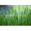 CALI KIWI PROS Organic Cat Grass for Indoor Cats &
