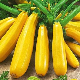 25 Golden Zucchini Summer Squash Seeds for Planting. Non GMO and Heirloom. 3 Grams of Seeds. Garden Vegetable Survival