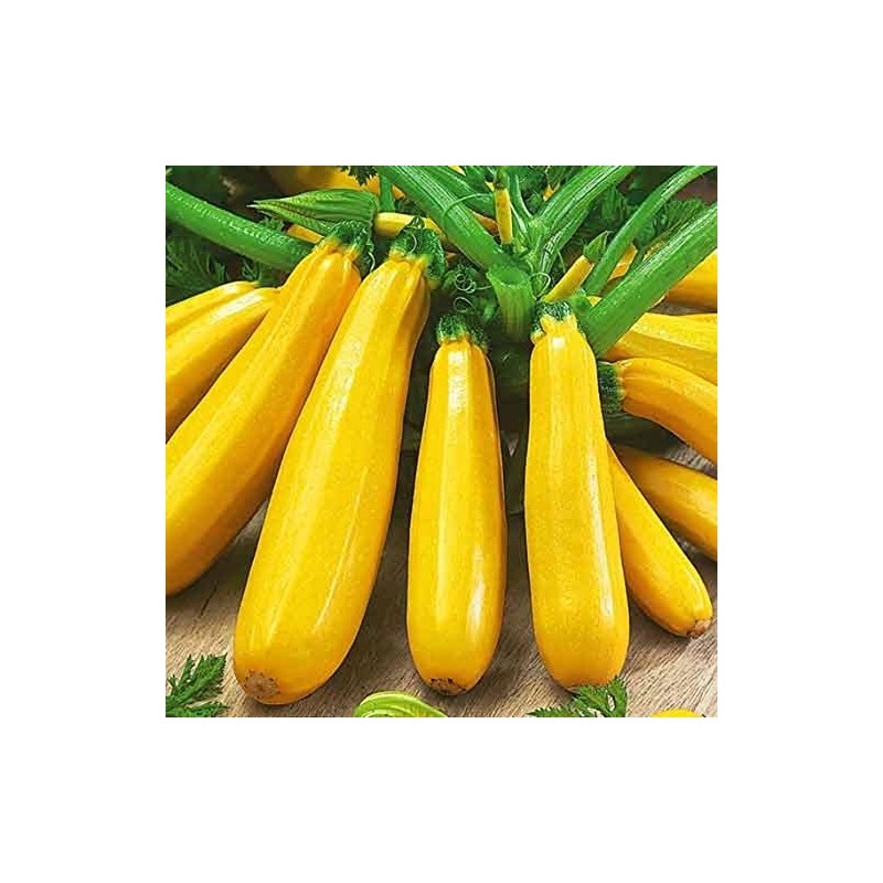 25 Golden Zucchini Summer Squash Seeds for Planting. Non GMO