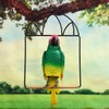 Lexziuo 1PCS Portable Bird Perch Swing - Aesthetic Outdoor Hanging