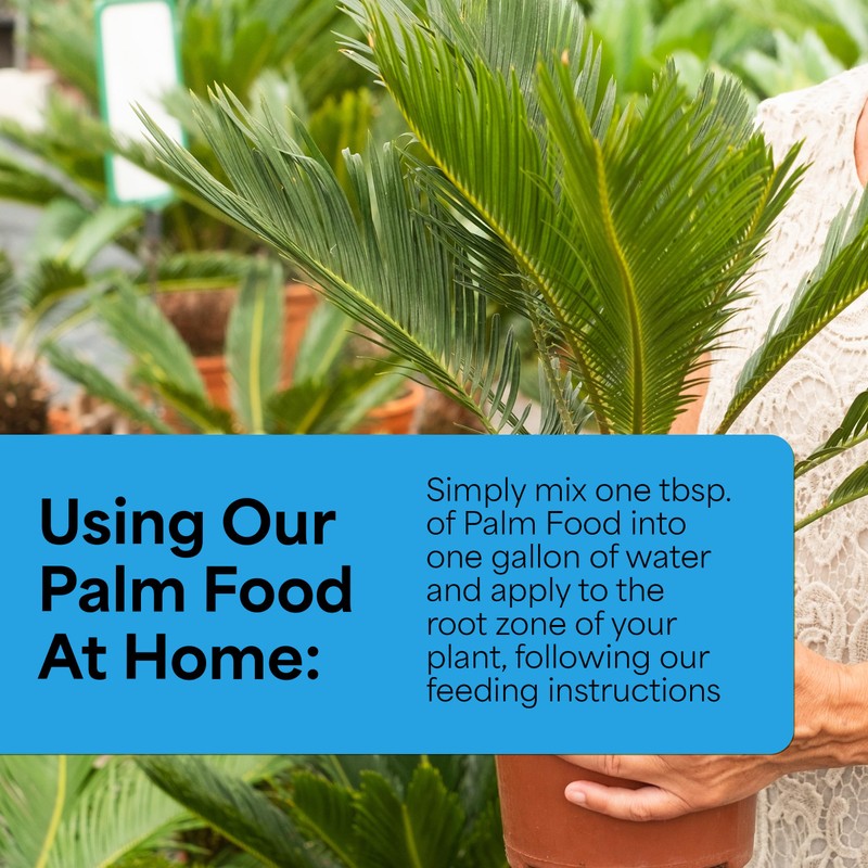 Grow More Palm Food with Yucca Extract (15-5-15) - 1.5lbs