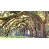 Southern Live Oak Tree | Quercus Virginiana | 10 Live