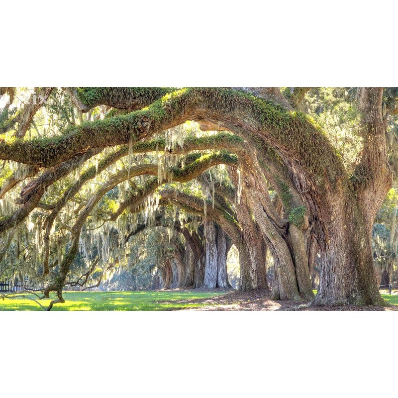 Southern Live Oak Tree | Quercus Virginiana | 10 Live