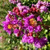 Crape Myrtle Twilight | 2 Extra Large 3 Gallon Plants