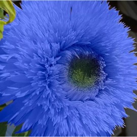 Nygardenia 50pcs Blue Teddy Bear Sunflower Seeds - Stunning Annual Blooms for Your Garden.
