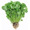 Cress Upland Great for Sprouting Garden Herb Seeds by Seed Kingdom 3,000 Seeds