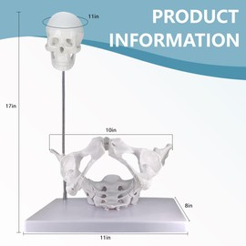 Pelvic Model with Baby,Female Pelvis Model with Fetal Skull，Female Pelvis Childbirth Model，Childbirth Education Tools，Childbirth Demonstration Pelvis Model，Midwifery Teaching Model
