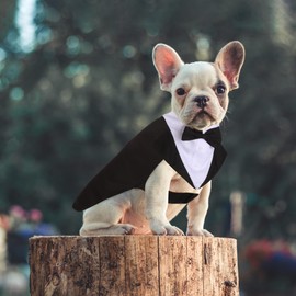 Kaket Formal Dog Tuxedo Bandana, Dog Wedding Bandana with Neck Tie Designs, Black Collar (Medium)