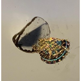 8mm Circles Warranty Void Hologram Small Security Labels Stickers Tamper Evident Gold Golden Foil x 500