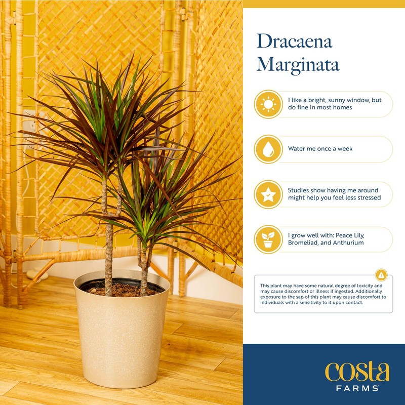 Costa Farms Dracaena Marginata Magenta Madagascar Dragon Tree Live Indoor