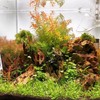 Rotala Rotundifolia HRA Live Aquatic Plant in Tissue Culture Cup