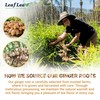 LeafLea 100% Pure Ginger Root Tea Bags – Spicy &