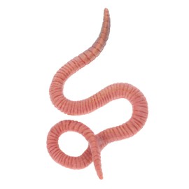 TOYANDONA Educational Animal Toy Life Cycle Model Toy Earthworm Simulation Model Earthworm Toy Earthworm Trick Toy Lifelike Fake Animal Plastic Child
