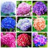 Hydrangea Mix 10+ Seeds Flowers Planting for Outdoor Indoor