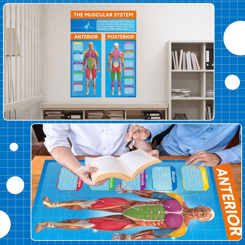 Tinlade Anatomy Muscle Chart Workout Posters Muscular System Phys Ed