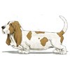 CafePress Basset Hound Oval Car Bumper Sticker