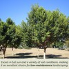 2 Indian Laurel Figs – Live Ficus Nitida Plant –