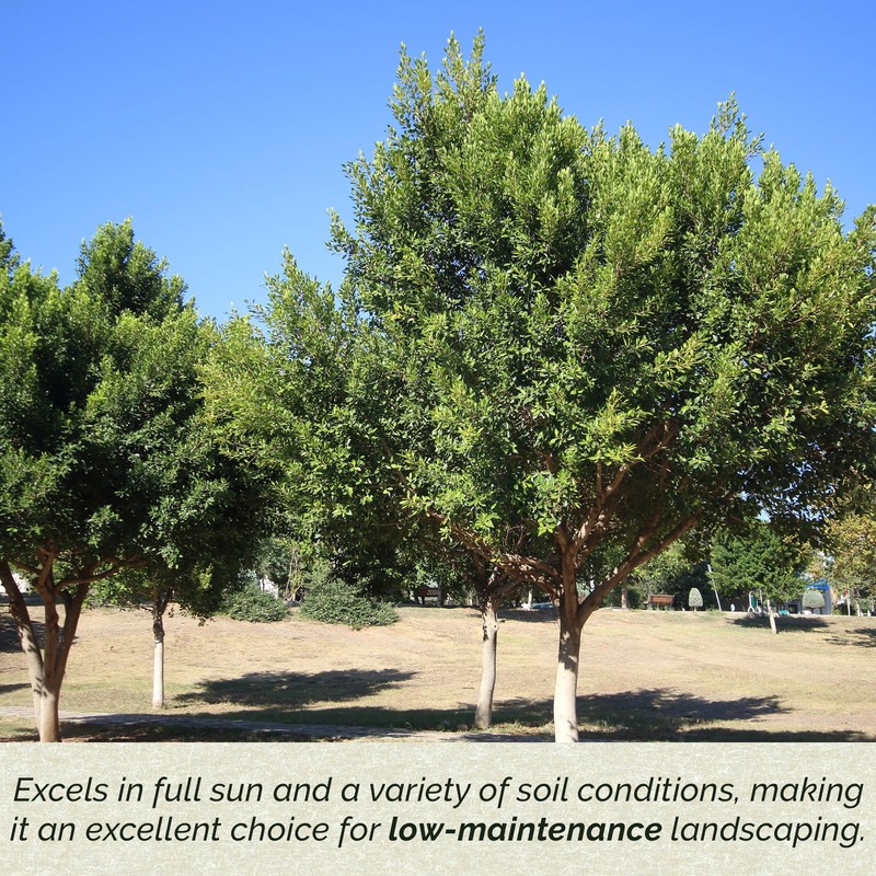 2 Indian Laurel Figs – Live Ficus Nitida Plant –