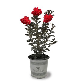 Black Diamond Crape Myrtle Tree (Crimson Red, 3 gal.)(Due to Agricultural Laws, we Cannot Ship to CA, AZ, AK, or HI)