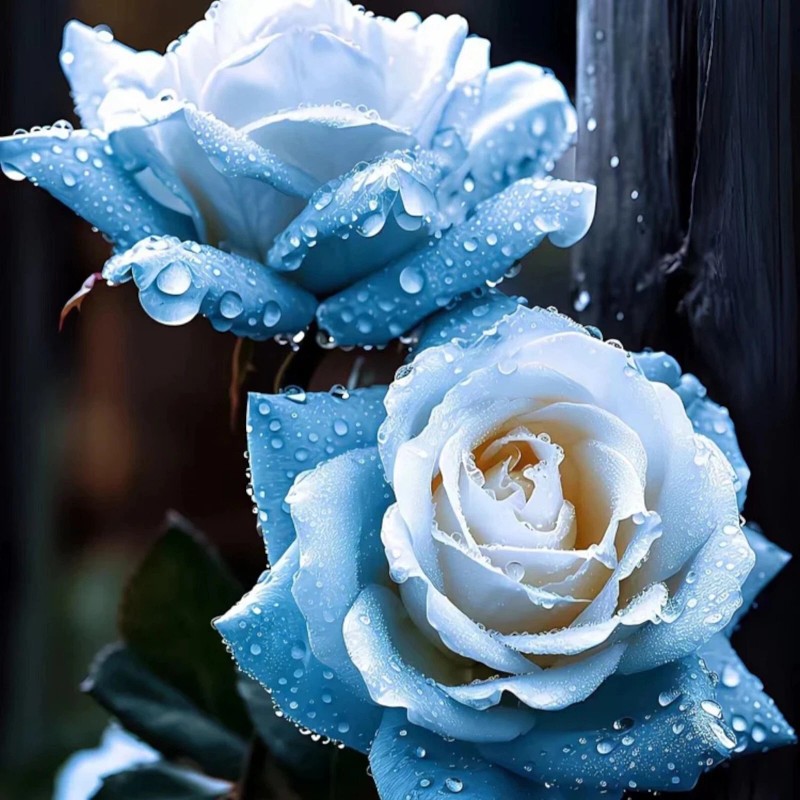 ZEshops 20pcs Broken Ice Blue Rose Seeds - Unveil the