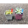 Happy Spring Hydroponics Gardening Labels I Type 500 Piece Set