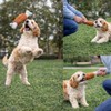 PUBAMALL Juguetes para Perros de Entrenamiento Molar, Set de 12