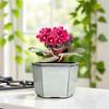 Dphagesy African Violet Pots 6 inch Hexagon Self-Watering Ceramic Violet