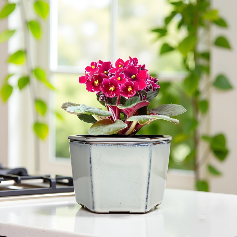 Dphagesy African Violet Pots 6 inch Hexagon Self-Watering Ceramic Violet