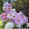 Rare Blush Pink Cosmos Seeds for Planting Outdoors 300 Seeds