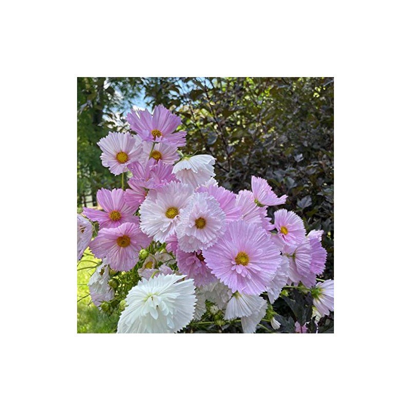 Rare Blush Pink Cosmos Seeds for Planting Outdoors 300 Seeds