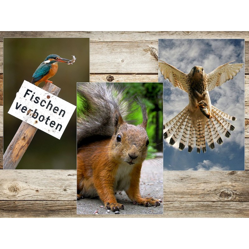 Edition Colibri Animals Europe (Set 2) 3D Postcard Set: 7