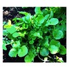 1000 Watercress Seeds - Delicious Additions to Salads