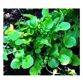1000 Watercress Seeds - Delicious Additions to Salads