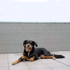 SUNNY GUARD 2.5/2.6/3/3.3/4/5/6/8 Balcony Privacy Screen Fence, Apartments Railing, Heavy