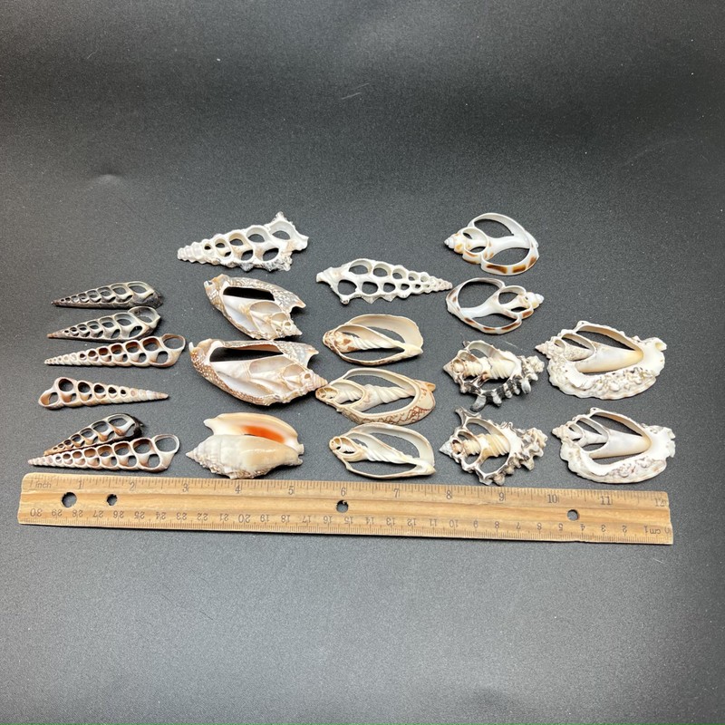 PEPPERLONELY 20 PC Center Cut Assorted Mixed Medium Sea Shells,