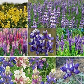 Non GMO Bulk Lupine Mix Flower Seed 7 Species of Wildflower Seeds (1 lb)