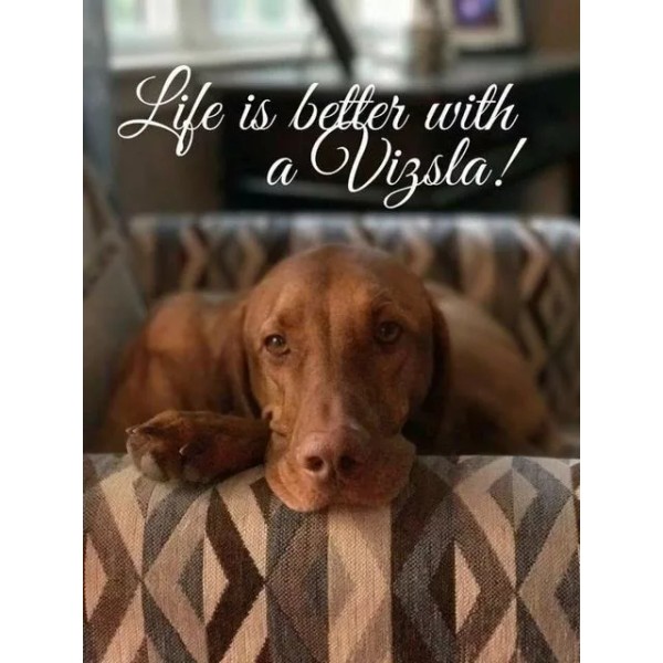 Funny Vizsla refrigerator magnet 3 1/2 x 4 1/2
