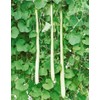 RAISE ME UP: Seeds Long Gourd Calabash Lagenaria Non GMO