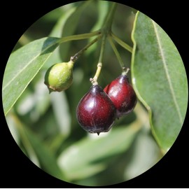 Living Libations Sandalwood Nut Carrier Oil, 15ml