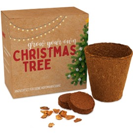 Christmas Tree Growing Set as Advent Calendar Filling - Mini Gift as an Idea for the Advent Calendar for Women and Men - Nordmann Fir for Planting Yourself