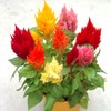 Celosia Plumosa Mix Plumed Cockscomb Celosia Argentea 200+ Seeds Garden