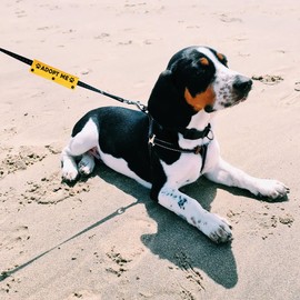 YROVWENQ Adopt Me Funny Dog Leash Yellow Dog Leash Wrap Alert Hanging ID Patch Tag Pet Birthday Gift