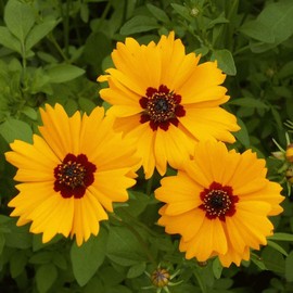 Everwilde Farms - 1 Oz Golden Wave Tickseed Native Wildflower Seeds - Gold Vault